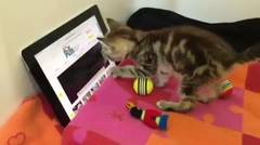 Kompilasi Video Kucing Imut dan Lucu #1