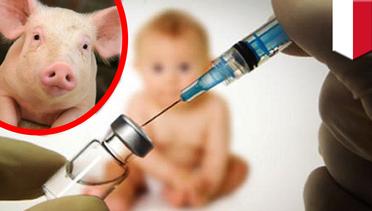 Vaksin difteri mengandung babi hoax, 32 meninggal karena difteri - TomoNews