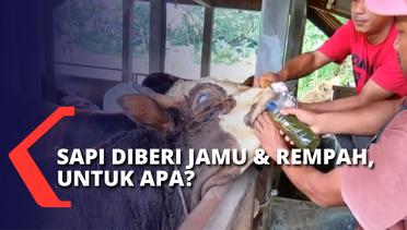 Jaga Stamina & Cegah Penyebaran PMK, Peternak Racik Rempah & Jamu Tradisional untuk Sapi!