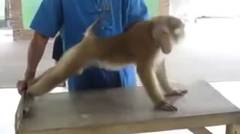 Aksi Lucu Monyet Melakukan Push Up