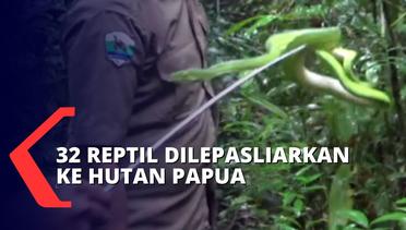 BKSDA Papua Barat Lepasliarkan 32 Reptil Hasil Penyelamatkan dan Penyelundupan