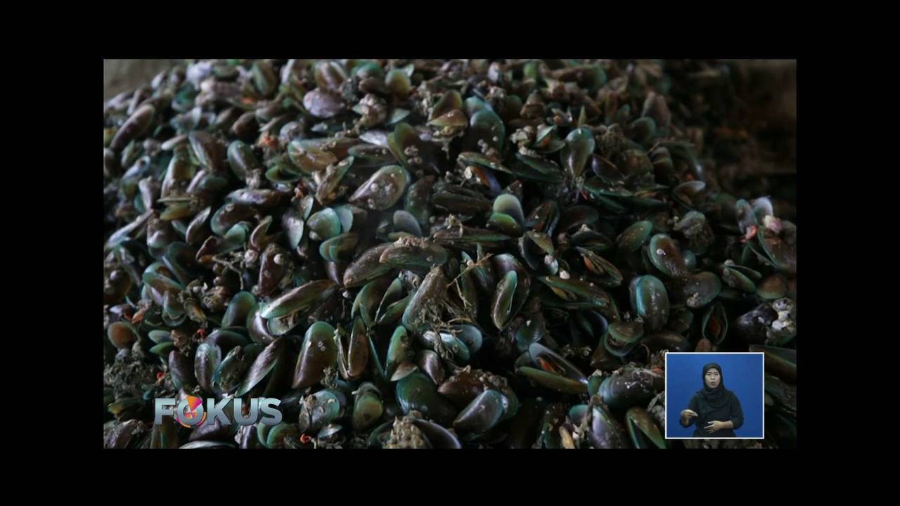 Hoax atau Bukan Kerang Hijau Teluk Jakarta Berbahaya? Benar Atau Tidak