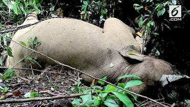 Nahas, Gajah Aceh Mati Diracun
