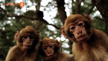 News Flash: Ilmuwan Tiongkok Ciptakan Monyet Autis Untuk Pengobatan