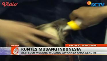 Kontes Musang Indonesia – Liputan 6 Pagi