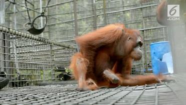 Rumah Rehabilitasi Orangutan Cacat