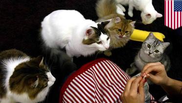 Program penelitian Amerika paksa kucing makan daging kucing - TomoNews
