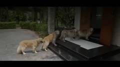 4 Anjing Bentuk Satu Baris Di Pintu. Saat Mereka Berjalan, Jaga Mata Anda Pada Satu Di Depan ...