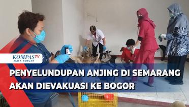 Penyelundupan Anjing di Semarang Akan Dievakuasi ke Bogor