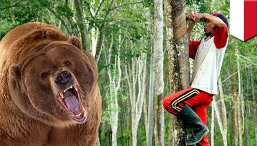 Beruang serang pasutri petani karet di Riau - TomoNews