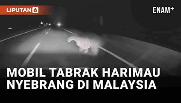 Viral Mobil Tabrak Harimau Nyebrang di Malaysia