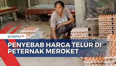 Mahalnya Harga Pakan Jadi Kendala, Operasi Pasar untuk Rem Kenaikan Harga Telur Diperlukan?