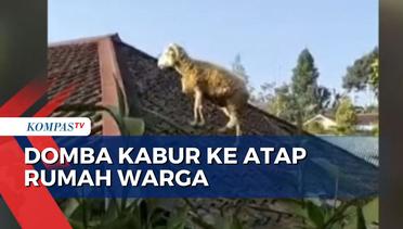 Domba Berbobot 40 Kilogram di Cianjur Kabur ke Atap Rumah Warga