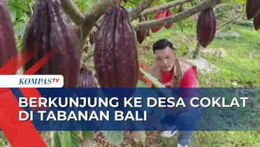 Keren! Bisnis Kakao Petani Milenial di Bali Berhasil Tembus Pasar Dunia