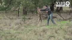 Man vs Kangoro !! Dengan Satu Pukulan Pria ini Mampu Menyelamatkan Anjing dari cengkraman kanuru