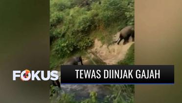 Petani di Lampung Timur Tewas Diinjak Puluhan Gajah yang Melintas di Tengah Kebunnya | Fokus