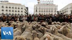Sheep on Madrid Streets to Defend Grazing Rights in Spain