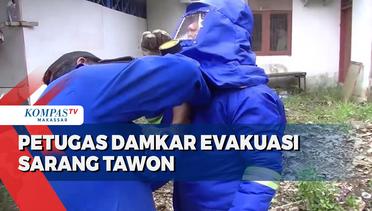 Petugas Damkar Evakuasi Sarang Tawon Dari Dalam Rumah