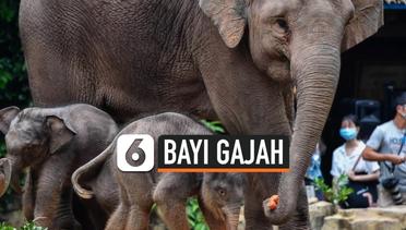 Gemas, 2 Bayi Gajah Asia Lahir di Taman Safari Chimelong