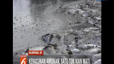 Keracunan Amoniak, Lebih dari Satu Ton Ikan Nila Mati di Kulonprogo - Liputan 6 Terkini