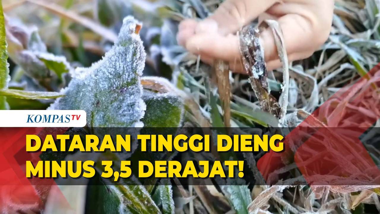 Dieng Membeku! Begini Penampakan Embun Es dengan Suhu Minus 3,5 Derajat