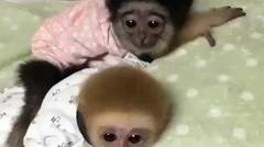 Ketika Monyet Siap Untuk Tidur