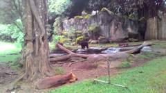 Beruang - taman safari indonesia cisarua bogor