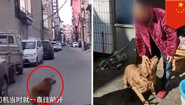 Anjing pintar tuntun Ambulance ke tempat majikannya pingsan - TomoNews