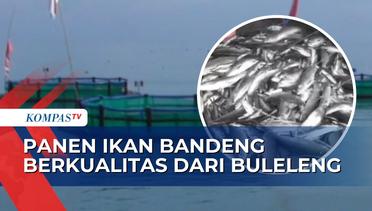 Panen Perdana Ikan Bandeng Berkualitas dari Hasil Keramba Tancap Laut di Buleleng Bali