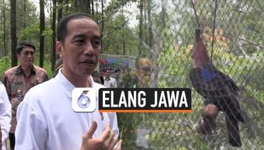 Jokowi Lepasliarkan Elang Jawa di Taman Nasional Gunung Merapi