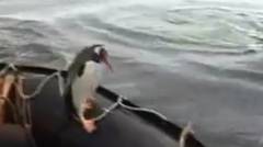 Penguin Lolos Dari Kejaran Paus Karena Manusia