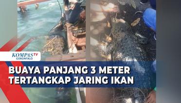 Viral Buaya Sepanjang 3 Meter Tertangkap Jaring Ikan