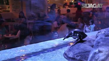 SEJAGAT: Sensasi Makan Bersama Penguin