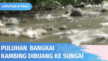 Puluhan Bangkai Kambing Ditemukan di Sungai Serang, Diduga Sengaja Dibuang Karena PMK | Liputan 6