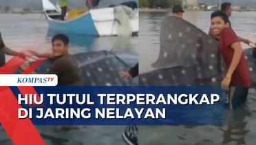 Begini Penampakan Hiu Tutul Berukuran 8 Meter yang Terperangkap Jaring Nelayan di Aceh Besar