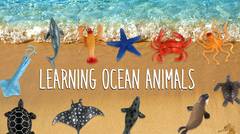 Learning Ocean Animals - Toys Unboxing - Mainan Hewan Laut