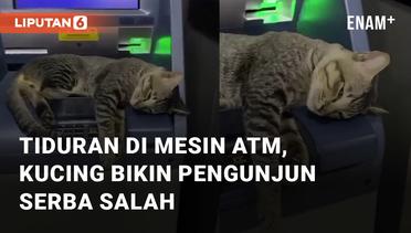 Tiduran di Mesin ATM, Kucing Ini Bikin Pengunjung Serba Salah
