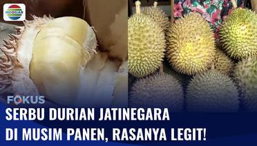 Musim Panen, Durian Jatinegara Asal Tegal Diburu Warga! | Fokus