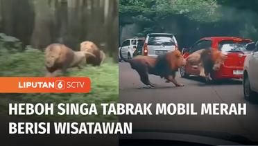 Viral Video Dua Singa yang Tengah Berlarian Menabrak Mobil Merah Milik Wisatawan | Liputan 6