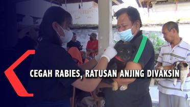 Cegah Rabies, Ratusan Anjing Divaksin