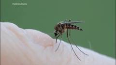 Cara Mengerikan Nyamuk Menghisap Darah Manusia