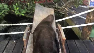 Lihat Tingkah 2 Singa Laut Berpelukan di Kursi Taman