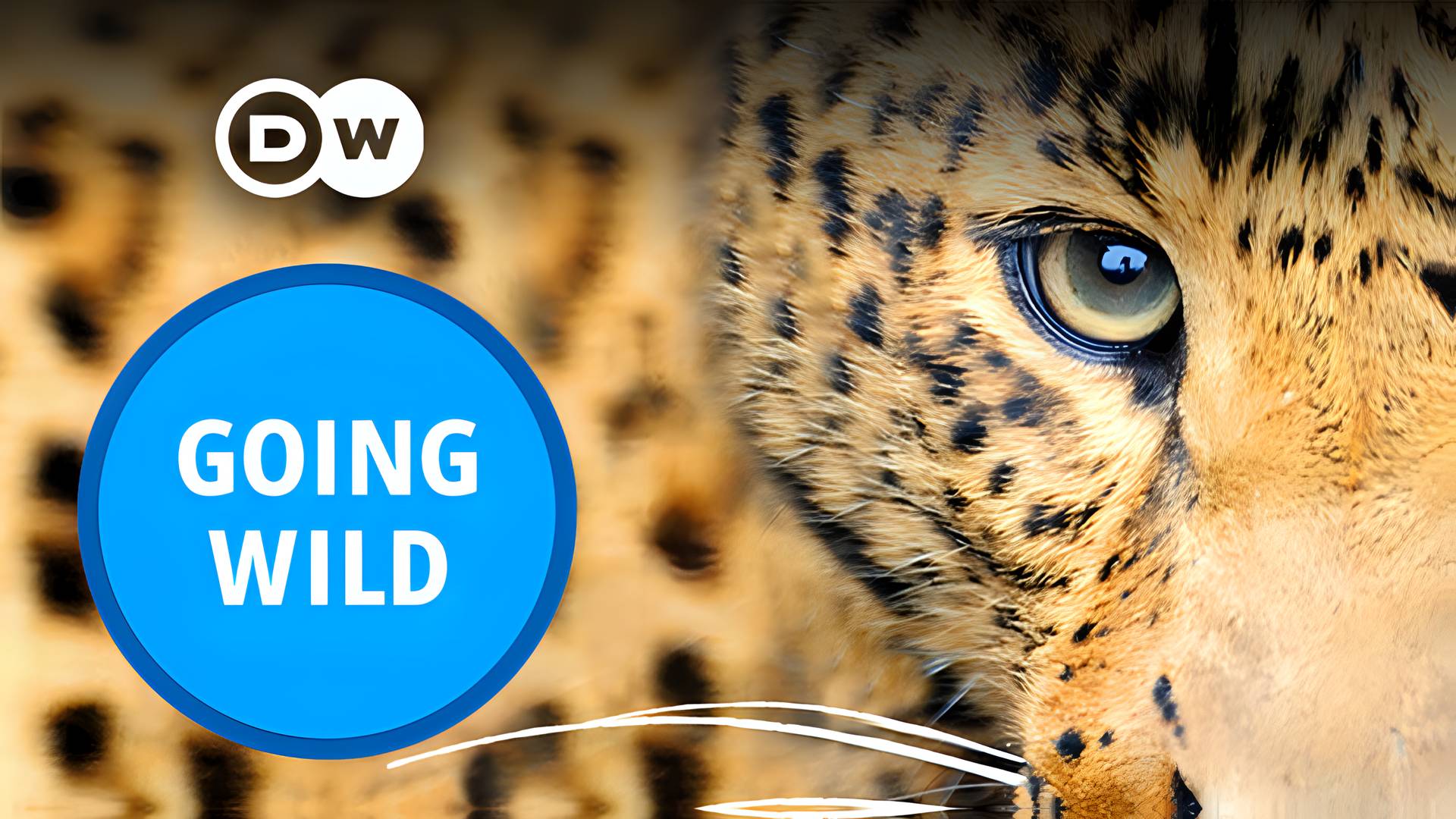 DW - Going Wild