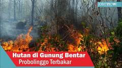 Hutan di Gunung Bentar Probolinggo Terbakar