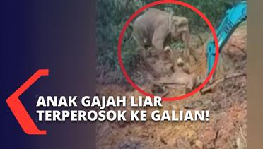 Anak Gajah Liar Terperosok Masuk ke Dalam Lubang Galian di Sungai Mandau Riau