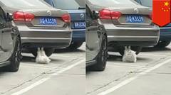 Kucing sit-up: Kucing berolahraga di parkiran - TomoNews