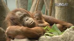 SEJAGAT: Menggemaskan, Bayi Orangutan Tampil Pertama Kali di Kebun Binatang Chicago
