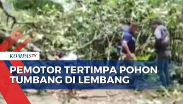 Angin Kencang Melanda Kawasan Lembang, Seorang Pemotor Tertimpa Pohon Tumbang!