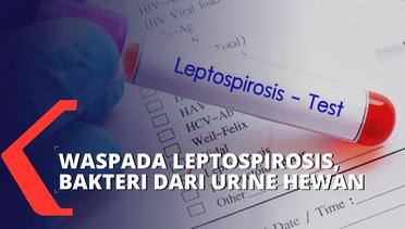 24 Warga Semarang Terpapar Leptospirosis, Bakteri Urine Hewan yang Tularkan Manusia