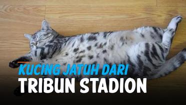 Detik-Detik Kucing Jatuh dari Tribun, Bikin Tegang Penonton di Stadion